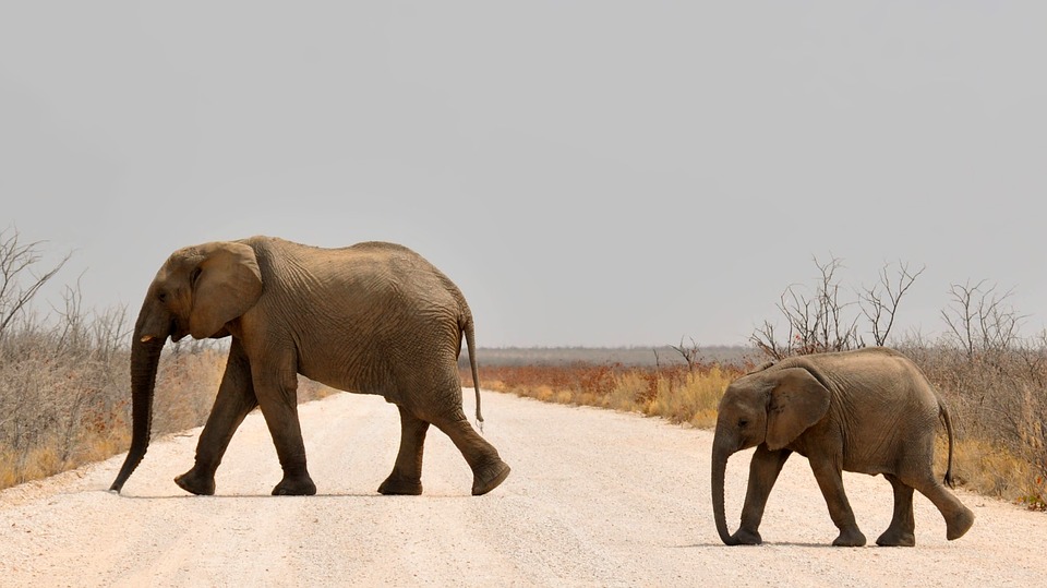 Иллюстрация к маршруту: МИР ЧУДЕС В НАМИБИИ
